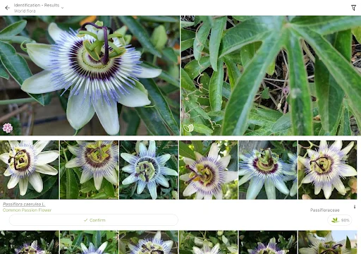 PlantNet Plant Identification ڈاؤن لوڈ کریں – پودوں کی شناخت اب آسان - Screenshot 10